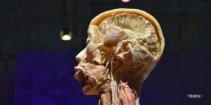 Blog: Výstava Body The Exhibition detailne zobrazuje „technológie“ ľudského tela