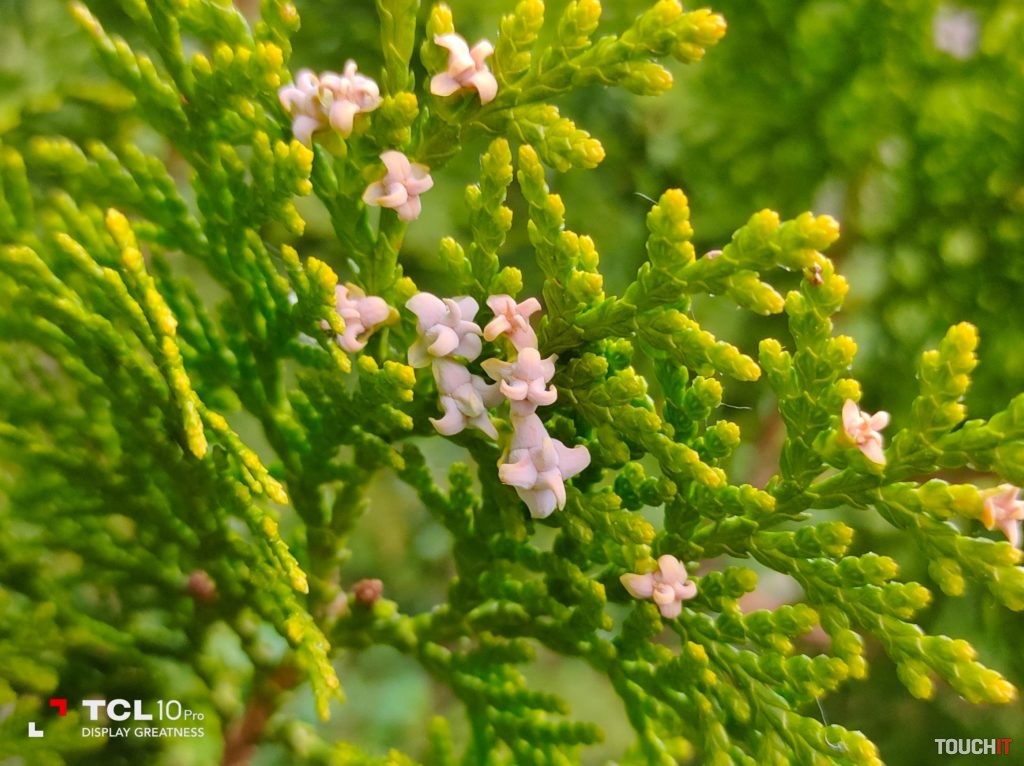 tcl 10 pro test photo