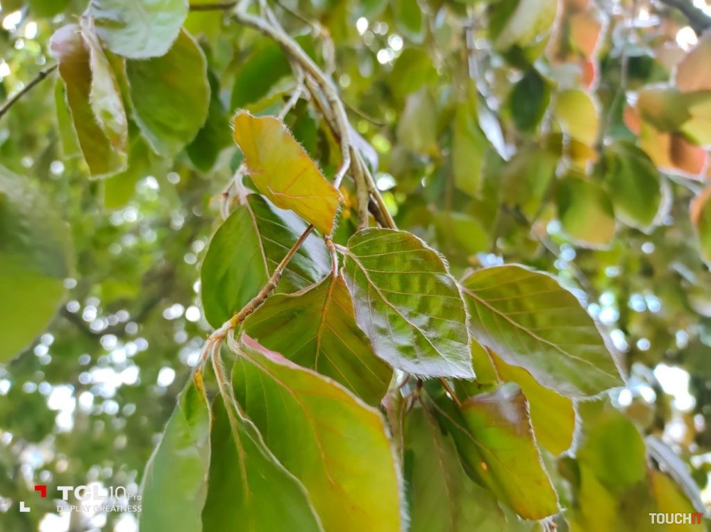 tcl 10 pro test photo