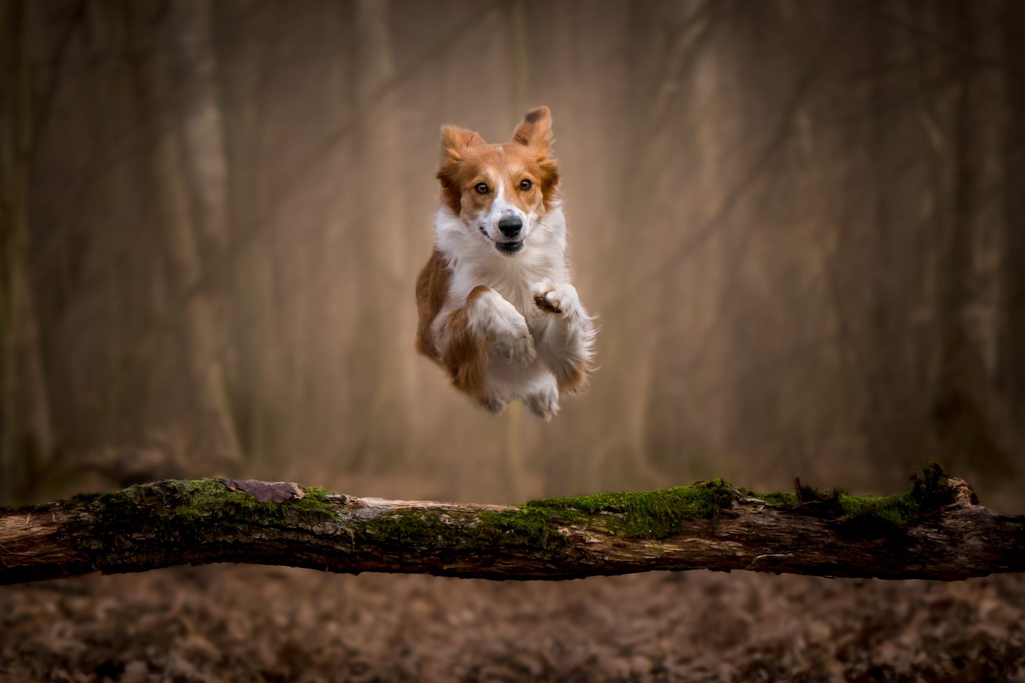 Toto je prvý smartfón na svete, určený pre zvieratá