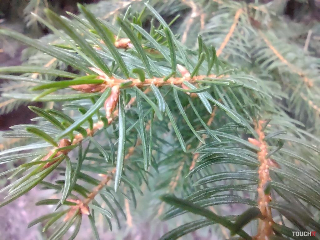 moto g9 plus test photo