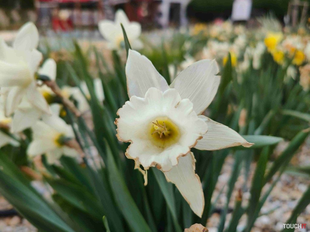 Macro s OPPO Find X5 Pro