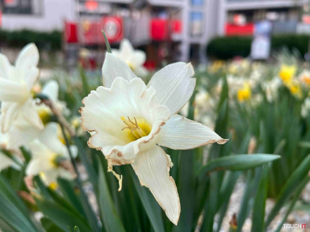 Makro s iPhone 13 Pro