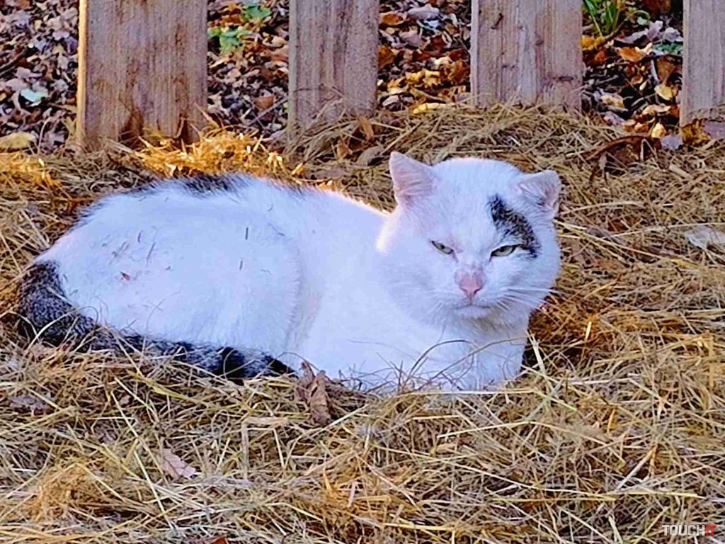 motorola edge 30 fusion