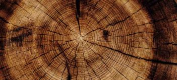 Drevo ako stavebný materiál