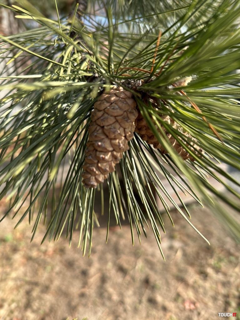 Odfotil iPhone 14 Pro Max