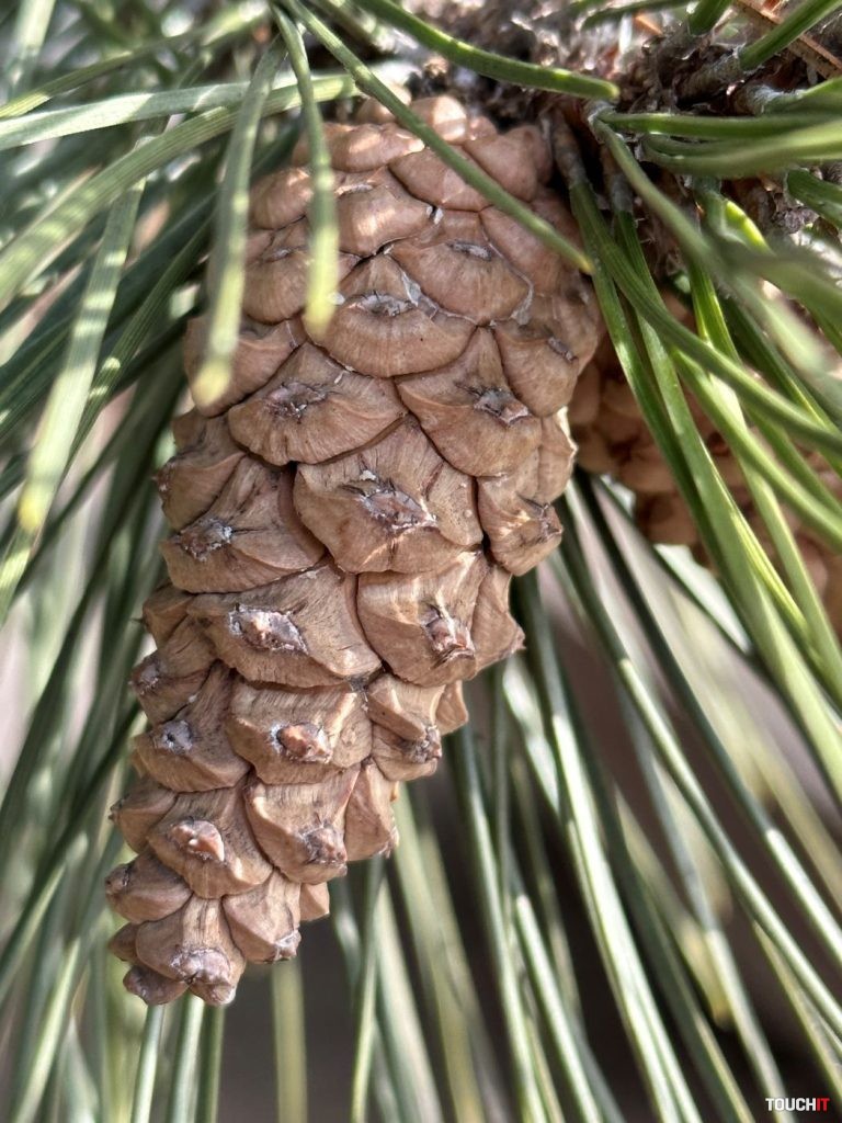 Odfotil iPhone 14 Pro Max