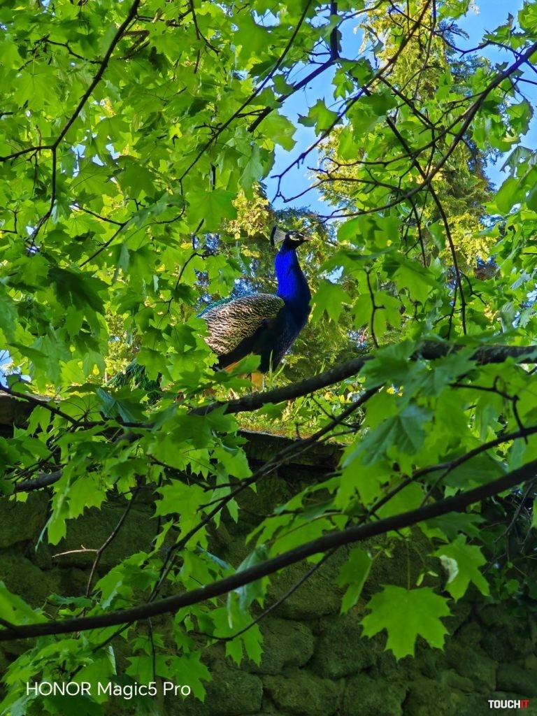 Honor Magic5 Pro vs Xiaomi 13 Pro