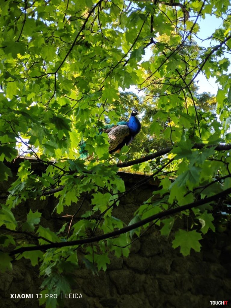 Honor Magic5 Pro vs Xiaomi 13 Pro