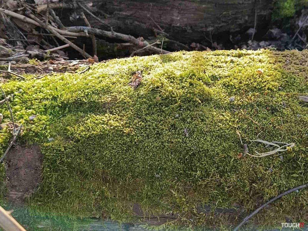 Infinix HOT 40 Pro: Fotografie vytvorené hlavným fotoaparátom (2× priblíženie)