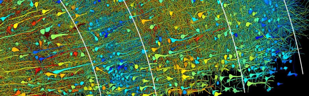 Lichtman_Google_H01_Figure3_Final