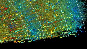 Lichtman_Google_H01_Figure3_Final