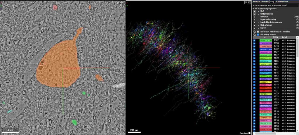 neuroglancer synapse map