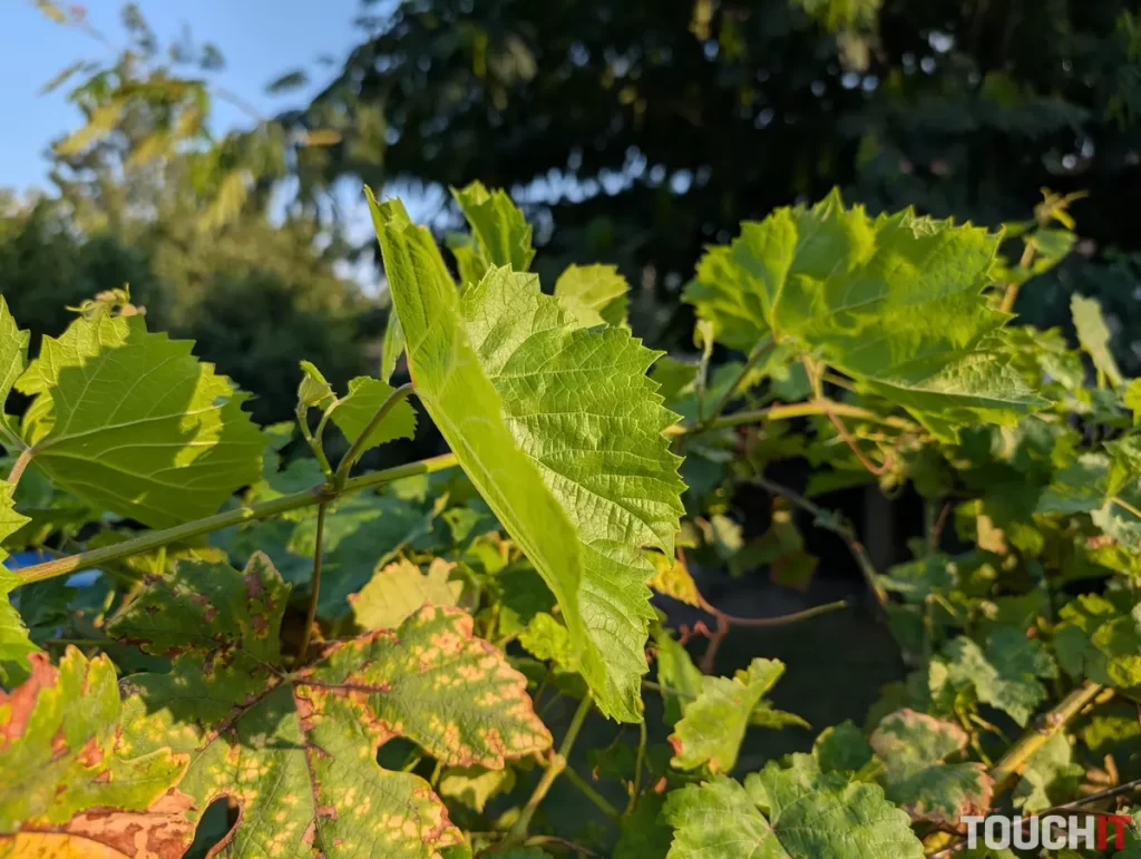 Google Pixel 9 Pro XL denné fotografie