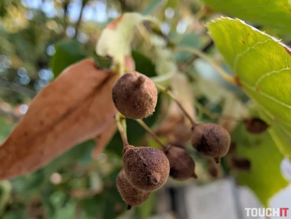 Google Pixel 9 Pro XL denné fotografie