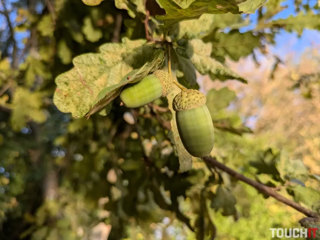 Google Pixel 8a denné fotografie