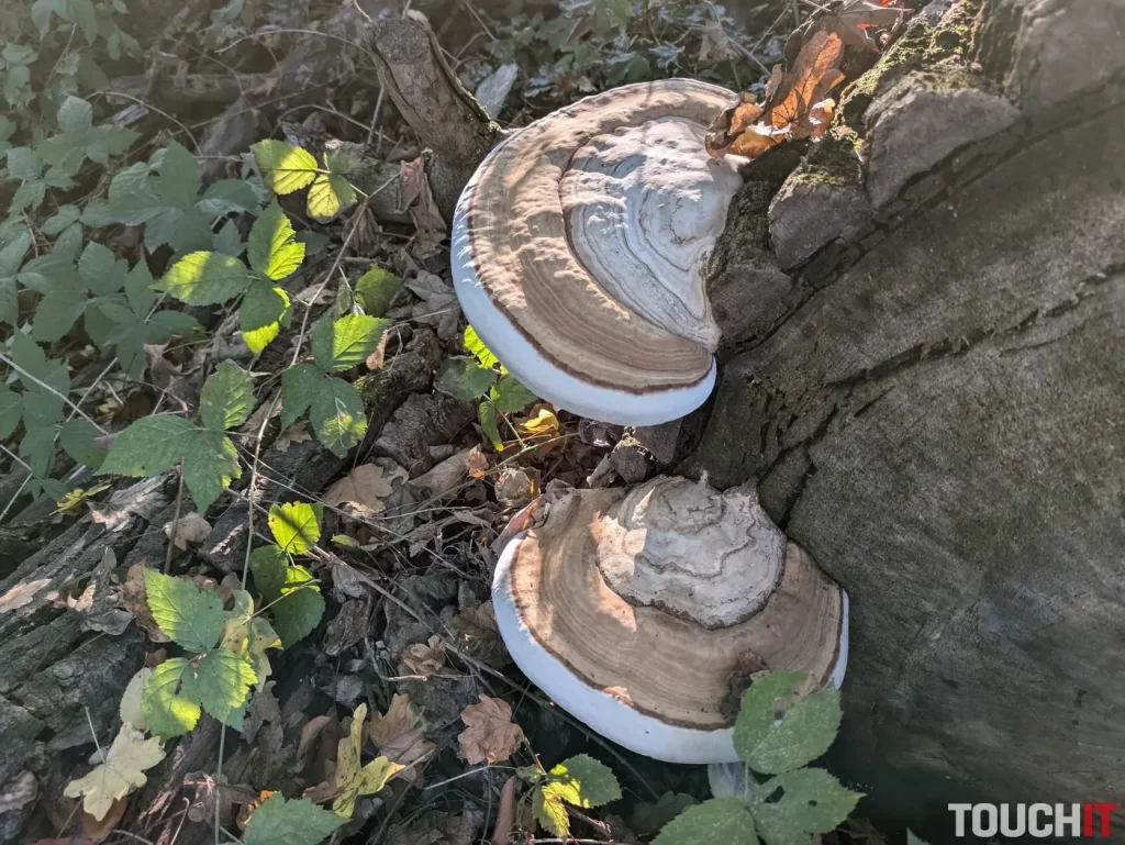 Google Pixel 8a denné fotografie