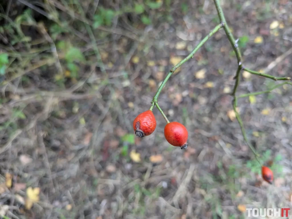 Google Pixel 8a denné fotografie