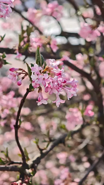 Vyfotené modelom Xiaomi 15 Ultra