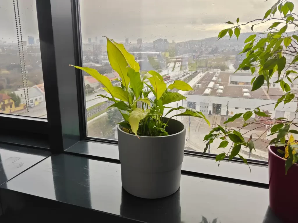 Vyfotené tabletom Xiaomi Pad 7 Pro