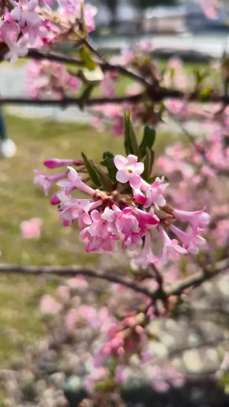 Vyfotené modelom POCO X7 Pro