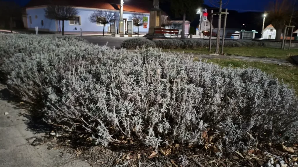 Vyfotené modelom POCO X7 Pro