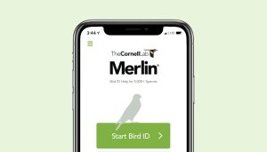 Merlin Bird ID