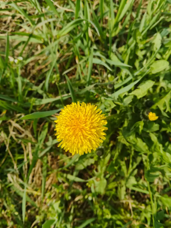 Vyfotené modelom Infinix HOT 50 Pro+ 4G