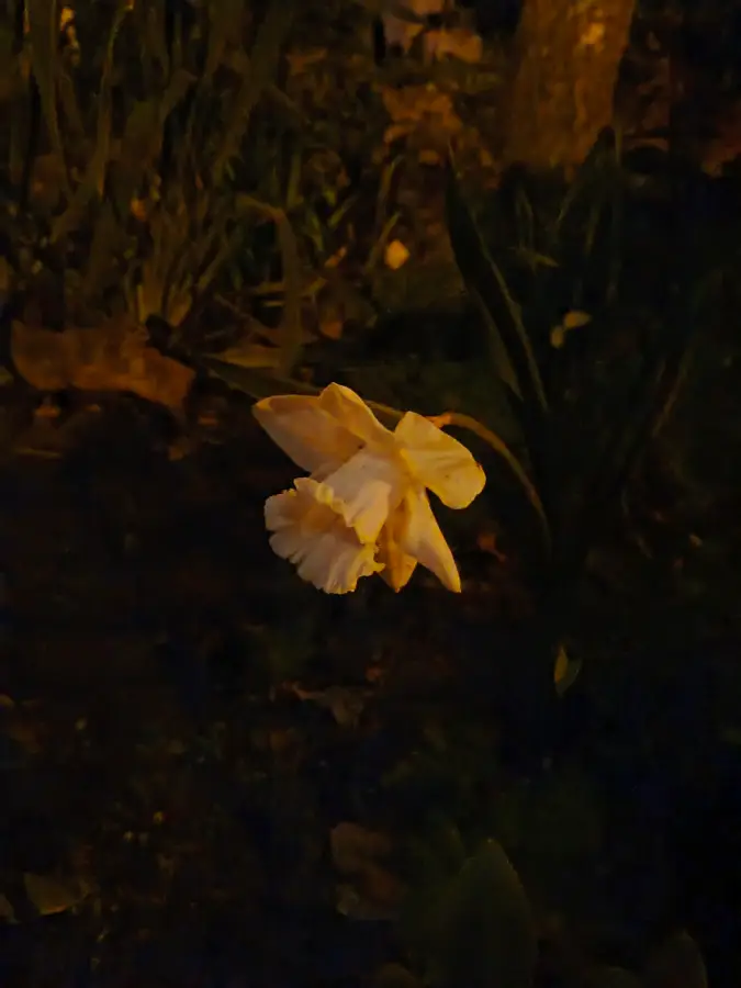 Vyfotené modelom Infinix HOT 50 Pro+ 4G