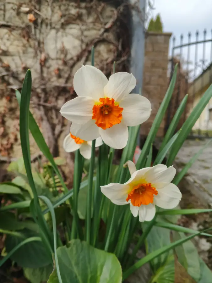 Vyfotené modelom Infinix HOT 50 Pro+ 4G