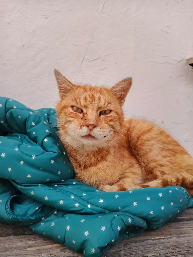 Vyfotené modelom Infinix HOT 50 Pro+ 4G