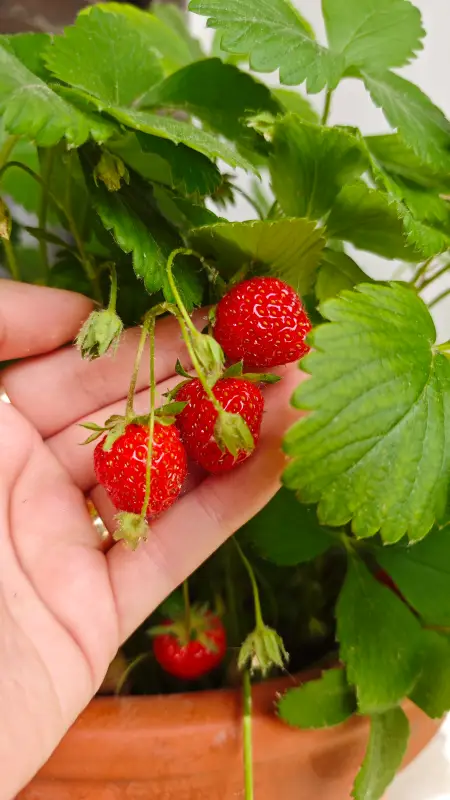 Vyfotené modelom POCO F7 Pro