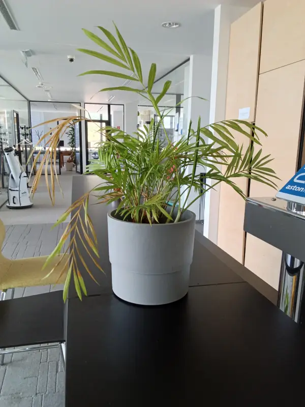 Vyfotené tabletom REDMI Pad 2 4G