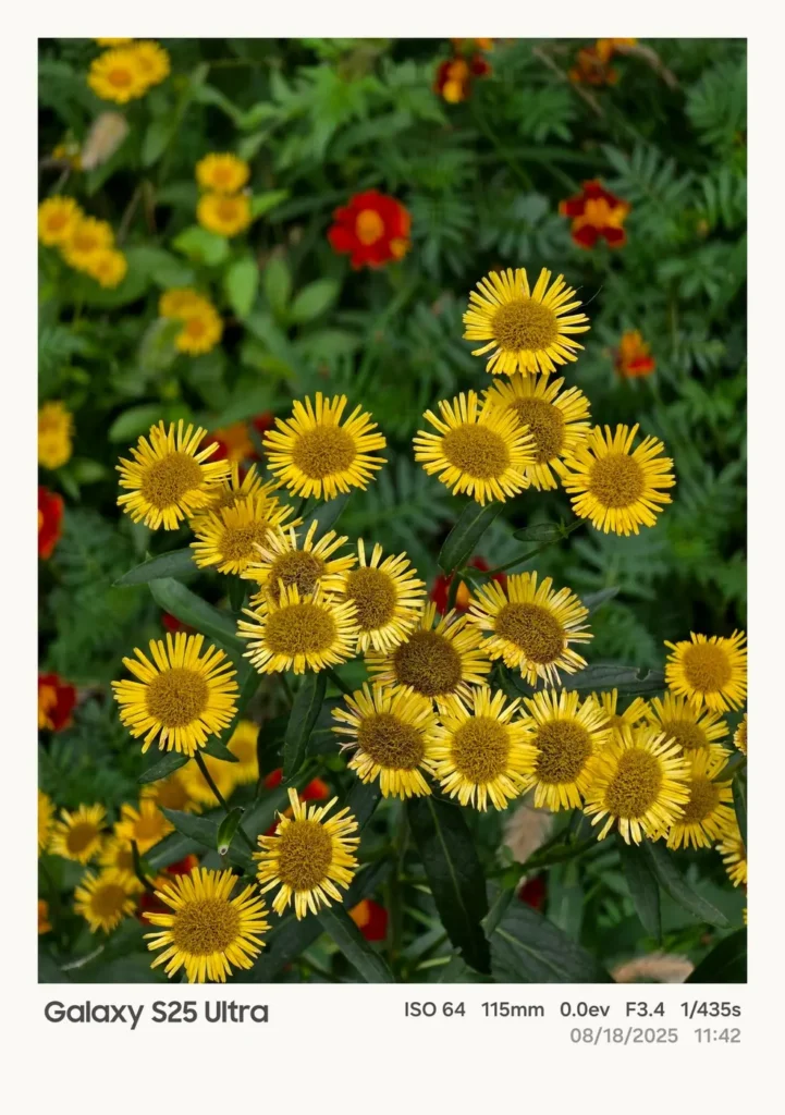 Fotografia z Galaxy S25 Ultra so zapnutým VIVID režimom