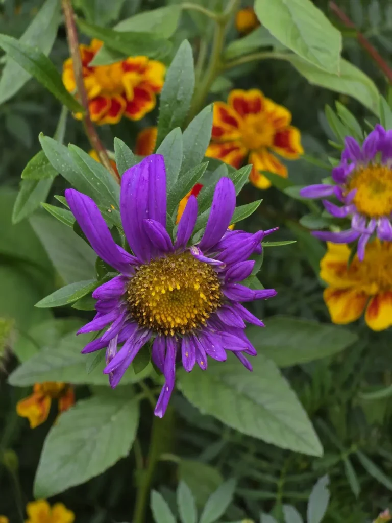 Fotografia z Galaxy S25 Ultra so zapnutým klasickým režimom