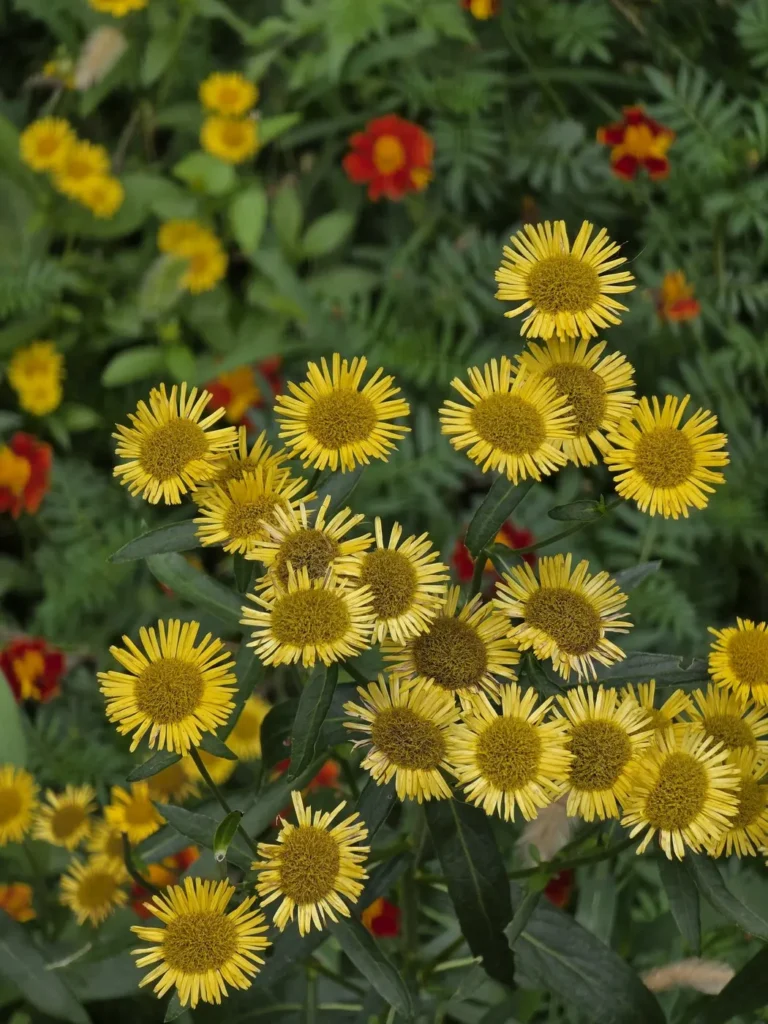 Fotografia vytvorená v Galaxy S25 Ultra so zapnutým klasickým režimom