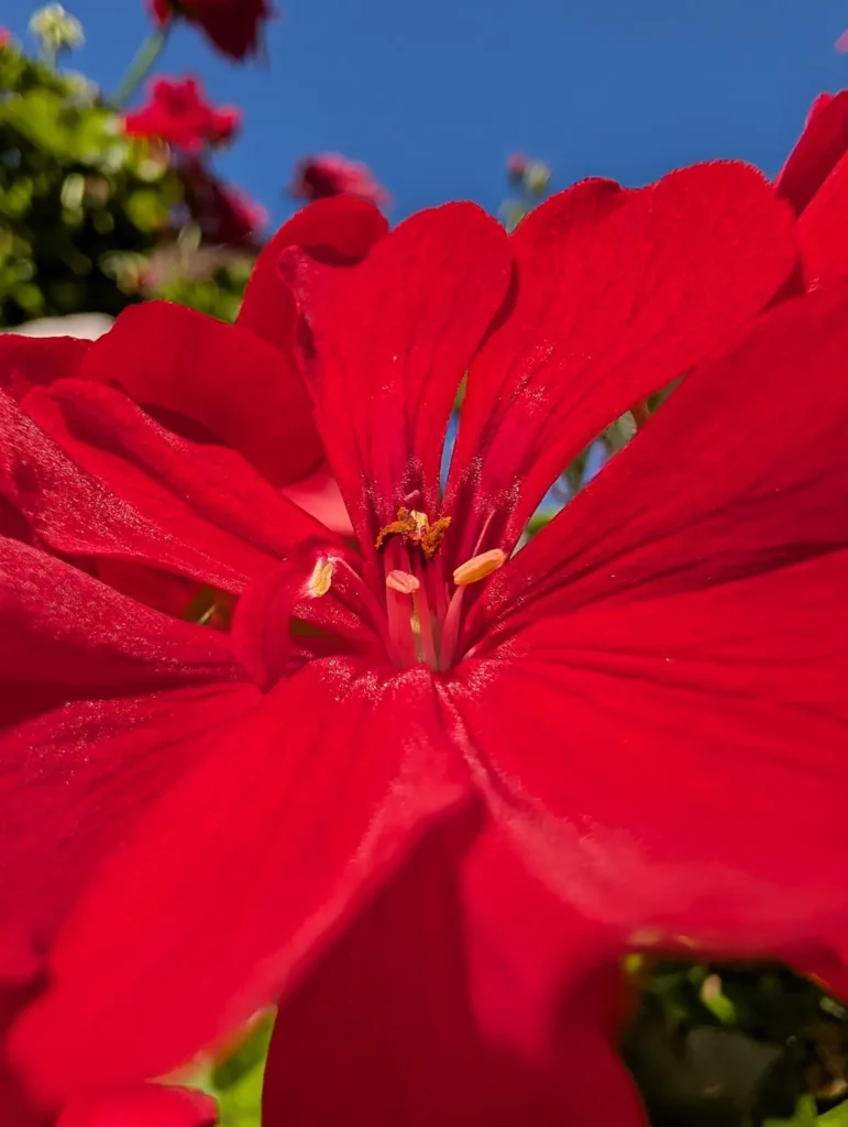 Odfotil Google Pixel 10 Pro XL