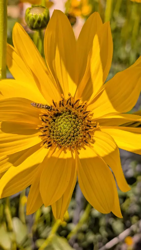 Vyfotené modelom Google Pixel 10