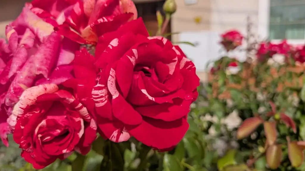 Vyfotené modelom Google Pixel 10