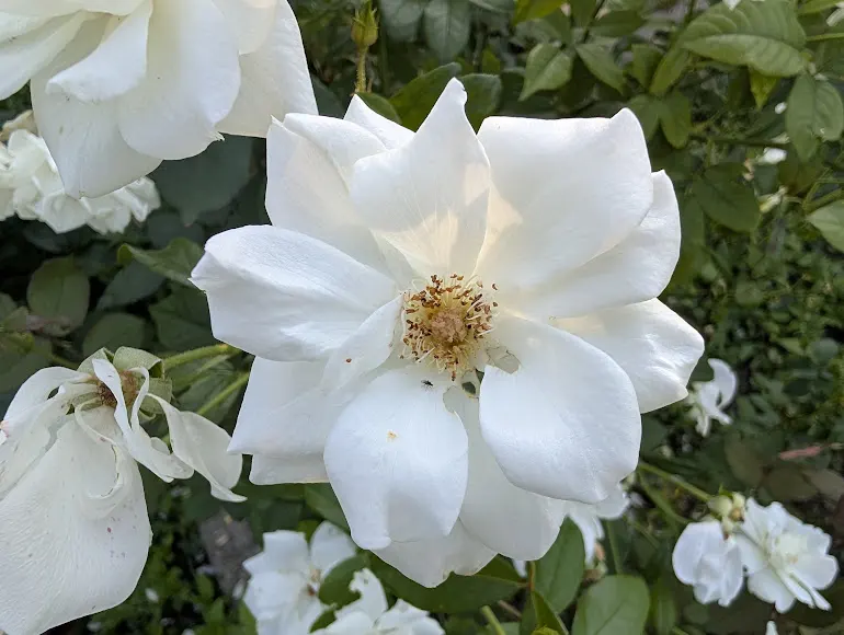 Pixel 10 Pro XL porovnávacia fotografia