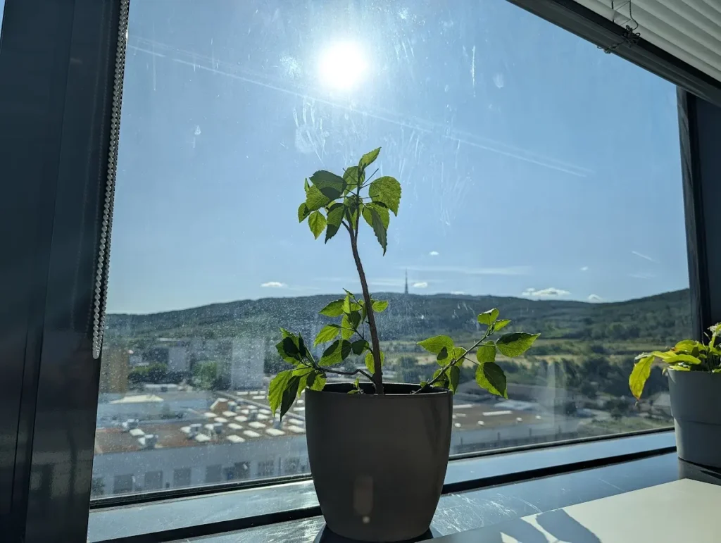 Pixel 10 Pro XL porovnávacia fotografia