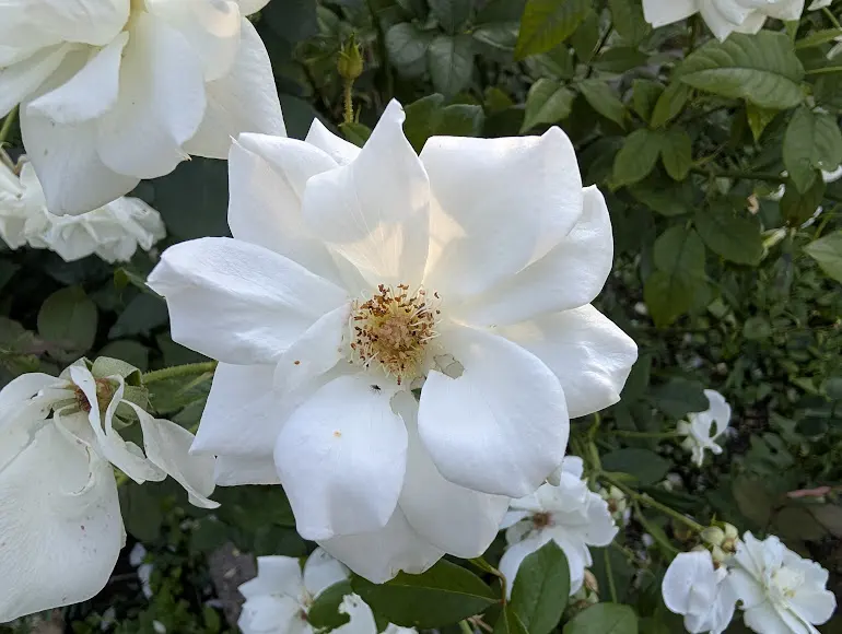 Pixel 9 Pro XL porovnávacia fotografia