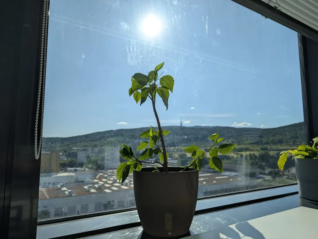 Pixel 9 Pro XL porovnávacia fotografia