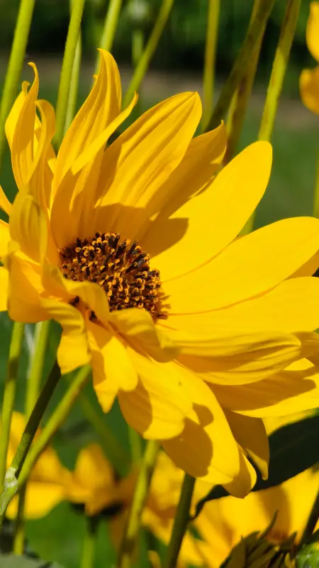 Vyfotené modelom Xiaomi 15T Pro