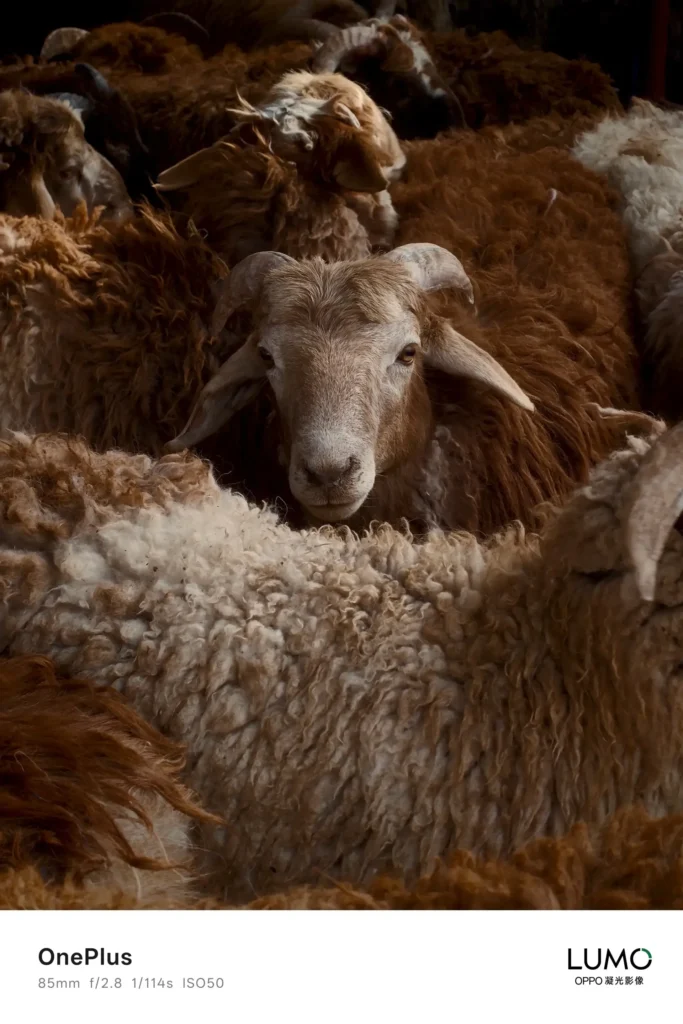 OnePlus 15 ukážková fotografia