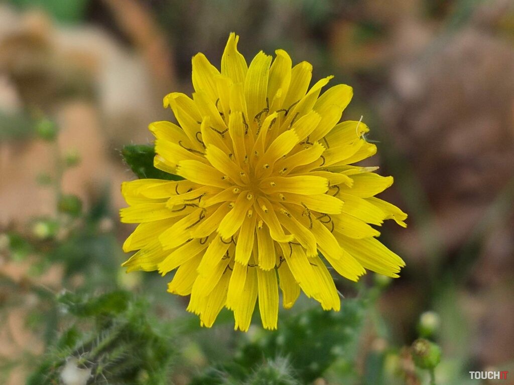 Makrofotografia pomocou Galaxy S25 FE