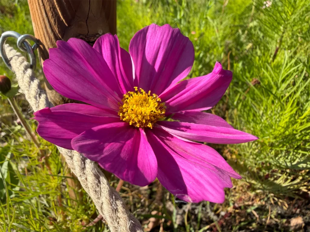 Odfotil iPhone 17 Pro