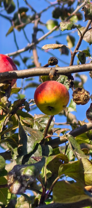 Vyfotené modelom Huawei Pura 80 Pro