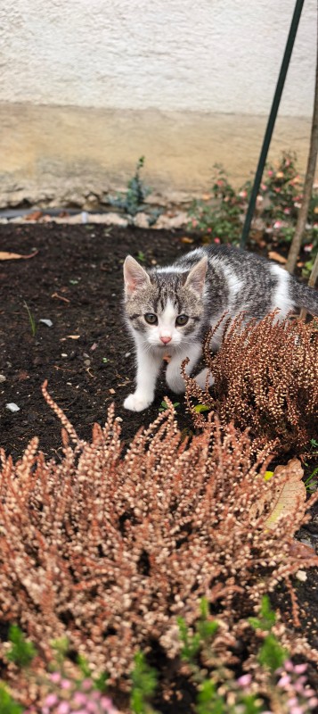 Vyfotené modelom Huawei Pura 80 Pro