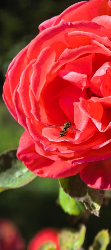 Vyfotené modelom Huawei Pura 80 Pro